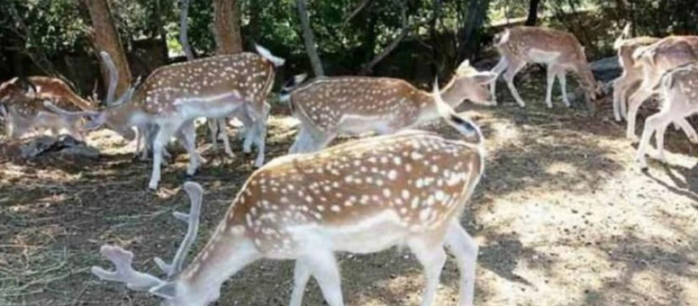 Τα ελαφάκια της Παναγίας Εικοσιφοίνισσας (φωτο-βίντεο)